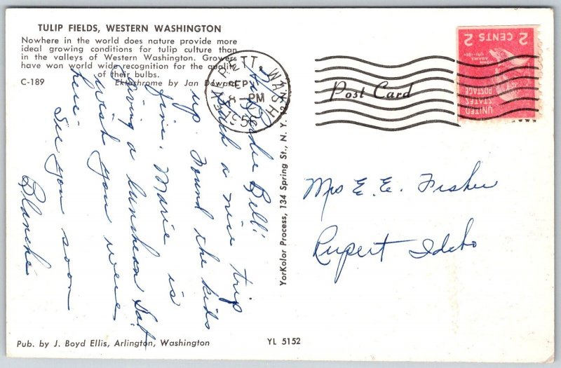 Everett Western Washington 1956 Postcard Tulip Fields
