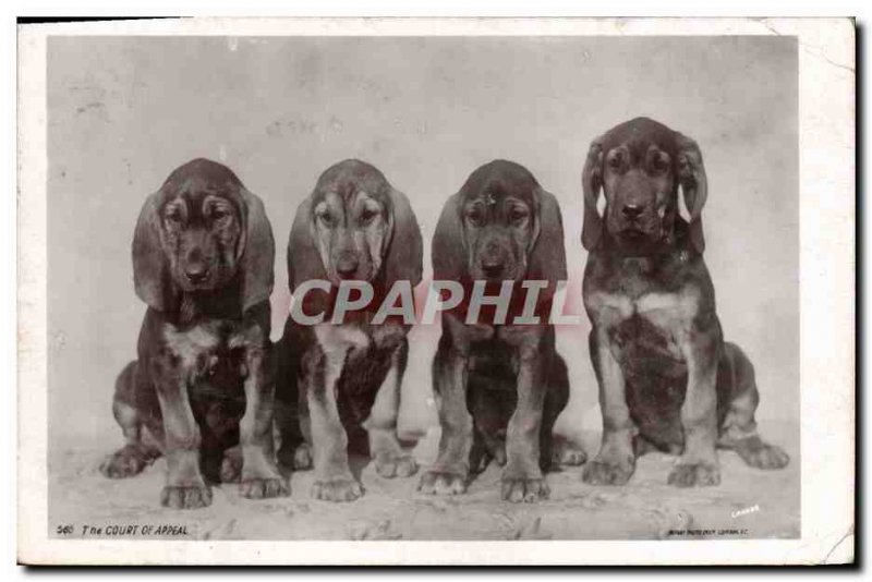 Old Postcard Dog Dogs