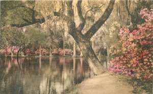 Postcard South Carolina Charleston Albertype Magnolia Gardens Leneau's 23-8055