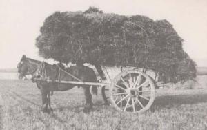 1934 Pitstone Green Farm Farmer Horse & Cart  Buckinghamshire Bucks Postcard