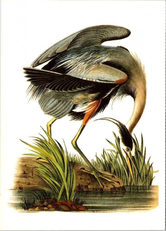 2~4X6 Postcards  WHITE PELICAN & GREAT BLUE HERON  1987 John Audubon Birds