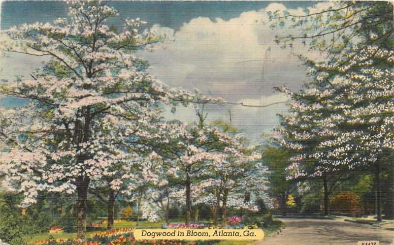 Atlanta Georgia Dogwood Trees GA Postcard