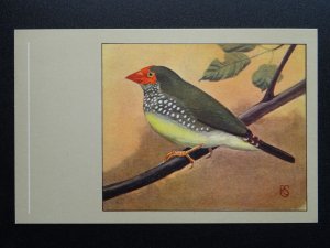 Bird Theme RYFICAUDA WAXBILL c1950s Postcard by P. Sluis Series 4 No.44