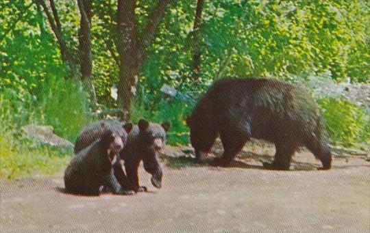 Mother Black Bear and Cubs Baxter State Park Maine