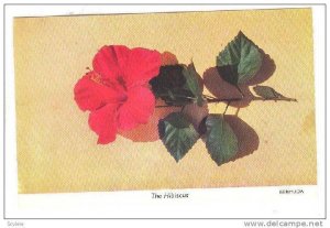 The Hibiscus, Bermuda,   40-60s