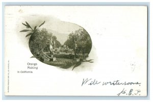 1906 Orange Picking in California CA Arlington MA PMC Unposted Postcard