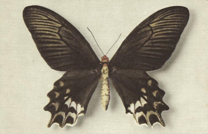 Butterfly Postcard, Papilio Semperi Mindoro (1950s) I