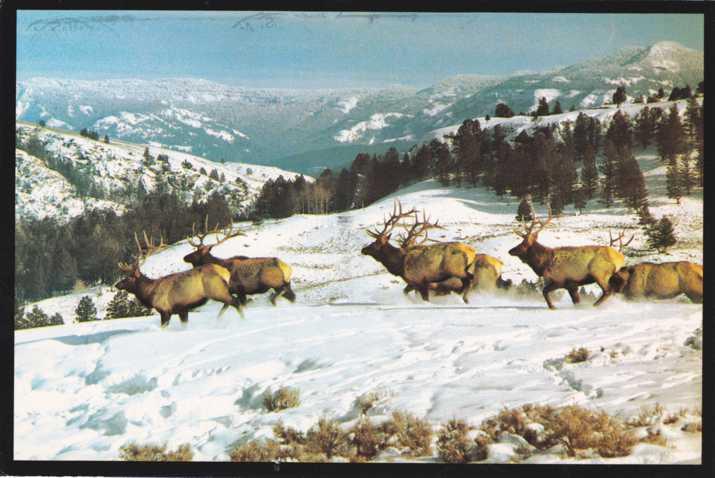 Herd of Bull Elk - Rocky Mountains MT, Montana - pm 1994