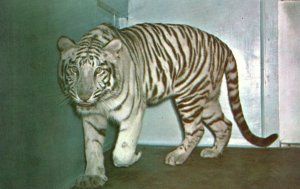 Vintage Postcard National Zoological Park Mohini Rewa White Tigers Washington DC