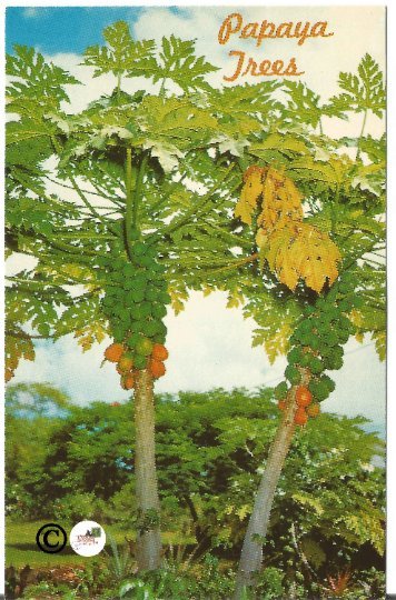 Vintage Postcard, Papaya Trees Nannie Le'e~Little Beauty Hawaii 1951