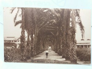 Avenue of Giant Palms Kinshasa Congo Ex Zaire Vintage Antique Postcard c1910