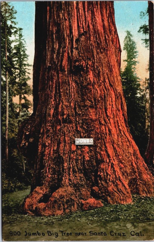 Jumbo Big Tree Near Santa Cruz California Postcard C142