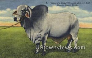 Grand Champion Brahman Bull - Osceola Co, Florida FL  