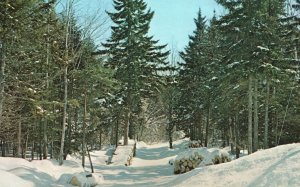 Vintage Postcard Montmagny Sous-Bois Quebec Canada Studio Michon Reproduction