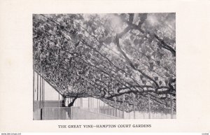 HEREFORDSHIRE, England, 1900-1910's; The Great Vine, Hampton Court Gardens