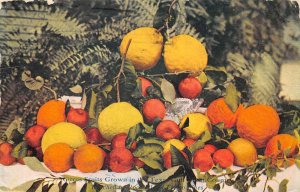 Texas  Gulf Coast Farming Advertising Citrus Fruits Vintage Postcard AA70788