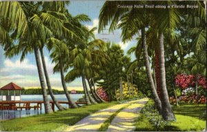 Coconut Palm Trail Florida Bayou Postcard