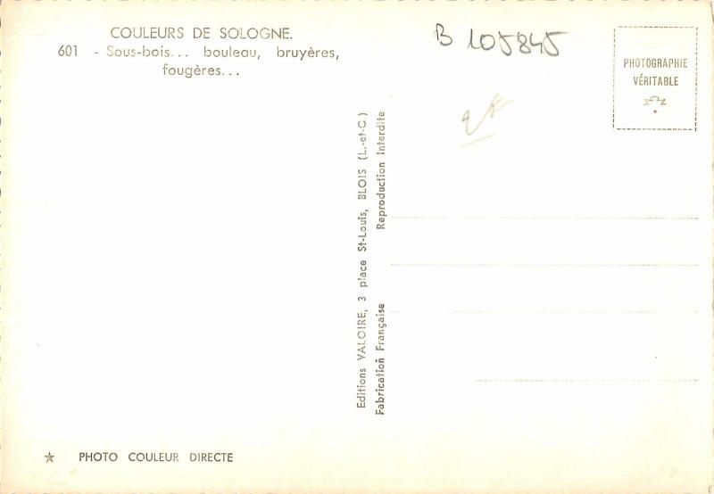 B105845 France Sologne Sous Bois, Bouleau Bruyeres Fougeres