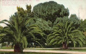 Vintage Postcard 1910's State Capitol Park Date Palms Stone Pines Sacramento CA