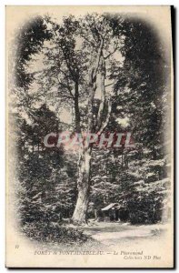 Old Postcard Tree Forest of Fontainebleau The Pharamond