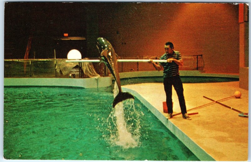 c1960s Mystic, CT Atlantic Bottlenose Dolphin Trick Aquarium Training PC A314