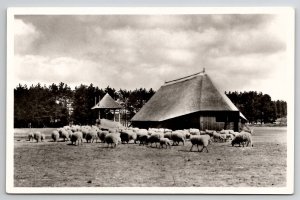 Netherlands Schaapskudde Epe-Heerde Sheep RPPC Postcard M34