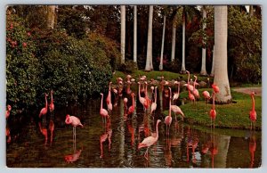 Pink Flamingos, Sarasota Jungle, Florida, Vintage 1971 Chrome Postcard