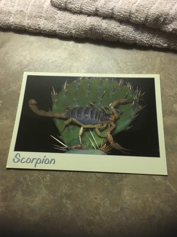Vtg Postcard: Scorpion