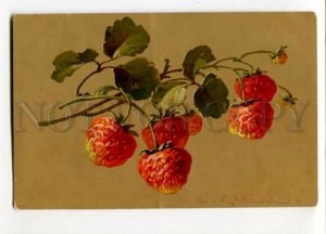 3105883 STRAWBERRY by C. KLEIN vintage Meissner & Buch 1895 pc