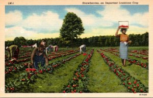 Louisiana Picking Strawberries An Important Louisiana Crop Curteich