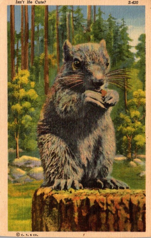 Squirrels Isn't He Cute 1947 Curteich