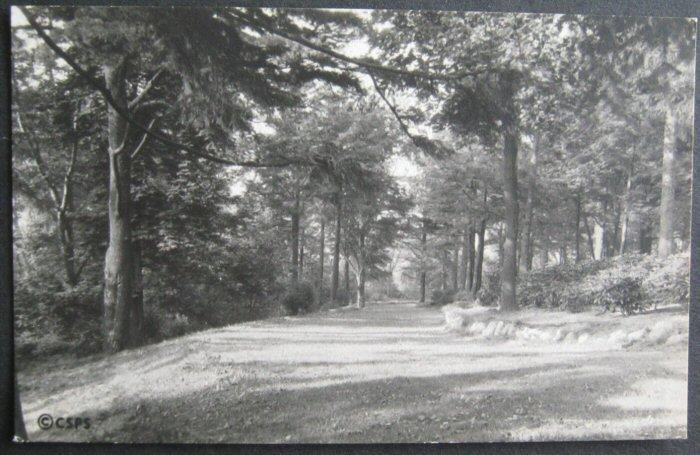 Old Roadway On Grounds Of Sanatorium Chestnut Hill MA 
