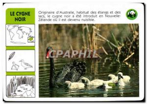 Map The Black Swan Originating & # 39Australie Bird WWF