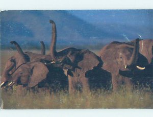 Chrome ZOO SCENE Postcard Ad - Save The Africa Elephants With Donation AG1679