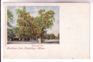 Washington Elm, Cambridge, Massachusetts,