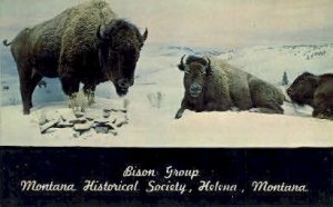 Bison Group in Helena, Montana