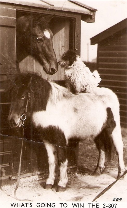 Horses. Dog. What's going to win the 2-30? Nice vintage English postcard