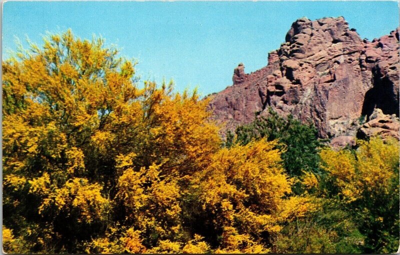 Palo Verde Praying Monk North Slope Camelback Mountain Arizona AZ Postcard VTG 