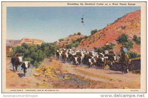 Rounding Up Hereford Cattle On A West Texas Range 1944