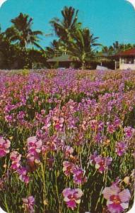 Hawaii Flowers Field Of Vanda Orchids Vanda Miss Joaquim