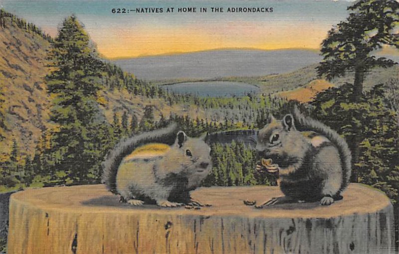 Natives at Home Squirrel / Chipmunks / Woodchucks Adirondack Mountains, New Y...