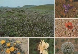 Saudi Arabia Thistle Papaver Dubium Desert Flowers Iris Capparis Spinose Post...