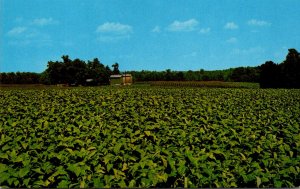 Tobacco Field Showing Curing Barn In Background