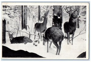 c1940 Field Museum Natural History White-Trailed Deer Chicago Illinois Postcard