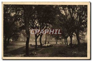 Old Postcard From The Landes de Gascogne Les Chenes lieges Berger sheep