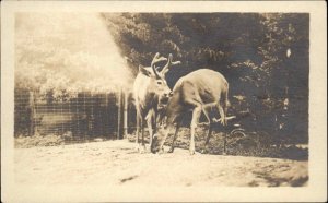 Camden Maine ME Deer at Fish Hatchery Real Photo Vintage Postcard