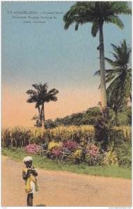 La Guadeloupe - Grande Yerre , Palmistes Royaux bordant la route coloniale, 0...