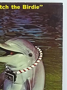 Dolphin with camera Watch the Birdie Vintage Postcard