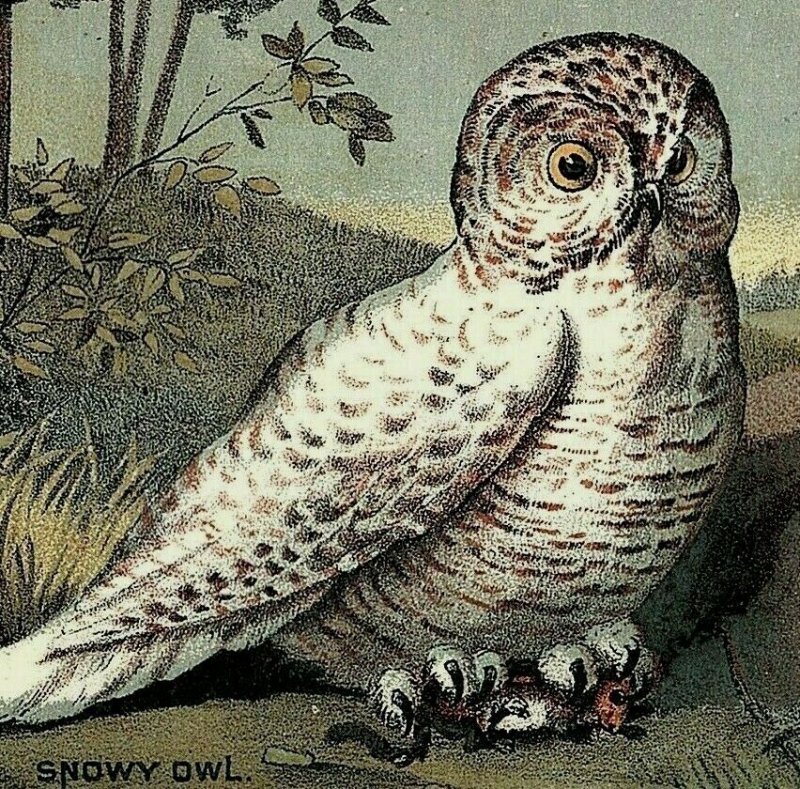 1880's-90's Salem Soda Works Healthful Drink Snowy Owl Forest Night P158 
