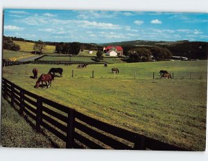 Postcard Standardbreds Grazing Farms of Northeast Pennsylvania USA